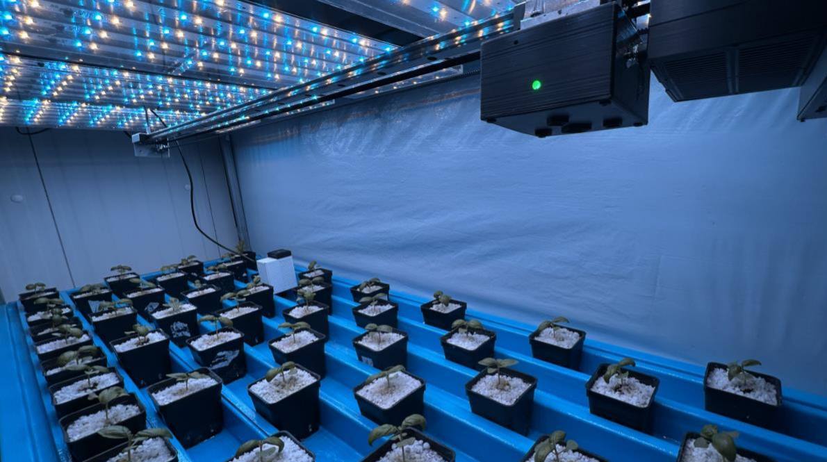Soilless growing bench under LED lights, with the NEX system installed above the plants